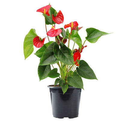 American Plant Exchange Live Red Anthurium – 6-Inch Pot – Tropical Flowering Houseplant with Glossy Heart-Shaped Blooms, Easy Care Indoor Plant for Homes, Offices, Desks & Decorative Displays