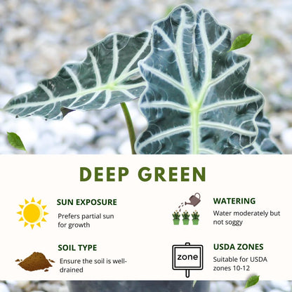 Alocasia Live Plant, Tropical Plant for Gift or Home Office Decor, Air Purifying, Rare Alocasia Plant Indoor from 2 to 4 Inches Tall (Deep Green)