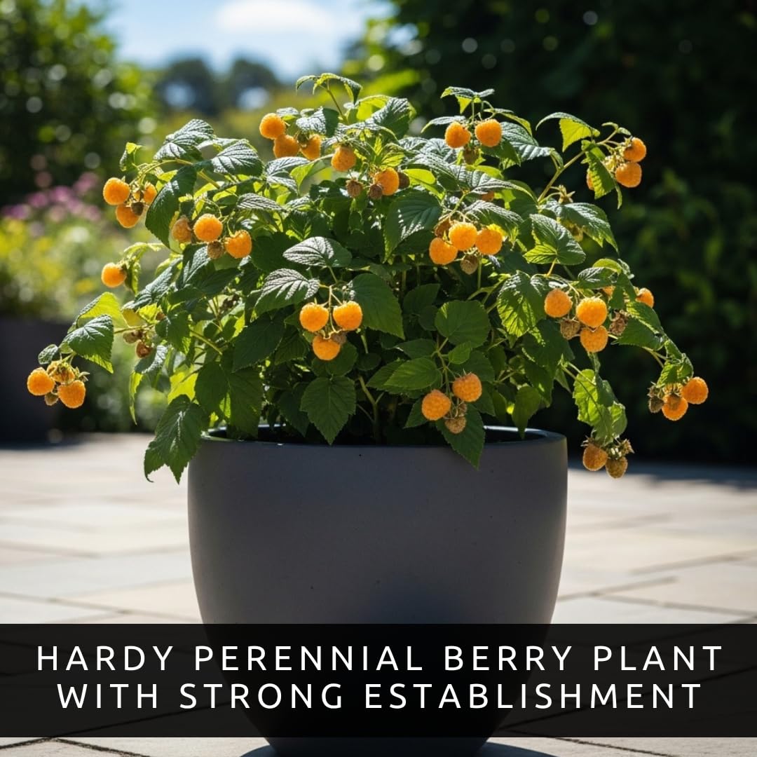 3 Gold Raspberry Plants – Live Fruit Bush (Rubus idaeus) – Sweet Yellow Heirloom Raspberries – High Yield Berry Plant for Outdoor Gardens - Easy to Grow Delicious Fruit (3 Rooted Plants)