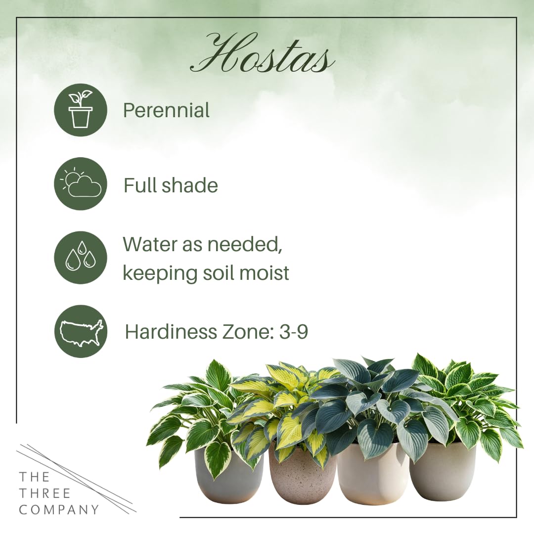 Live Hosta 'Patriot', Flowering Shade Perennial Plant, 12" Tall by 8" Wide in a 2.5 Qt Pot