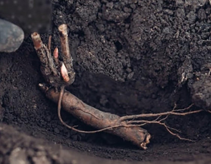 James Mann Double Pink Peony Bare Root 3-5 Eyes - Premium Peony Bulbs for Spring Planting 2024, Live Peonies Plants Ready to Plant - Ideal for Fernleaf Peony Gardens, Peony Trees, and Peony Bushes