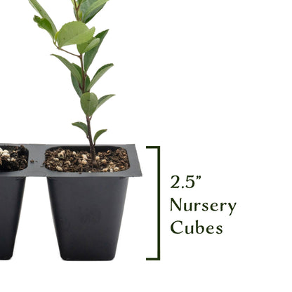 12 Carolina Cherry Laurel in 2.5” Nursery Cubes (Prunus caroliniana) | Evergreen Screening Shrub or Small Tree for Hedges, Borders & Wildlife | Ready-to-Plant Live Starter Plants