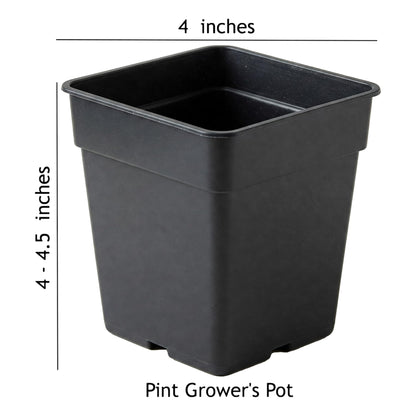 Easy to Grow Gaillardia Arizona Sun - 2 Potted Plants in Quart Grower Pots, Summer to Fall Flowers Full Sun