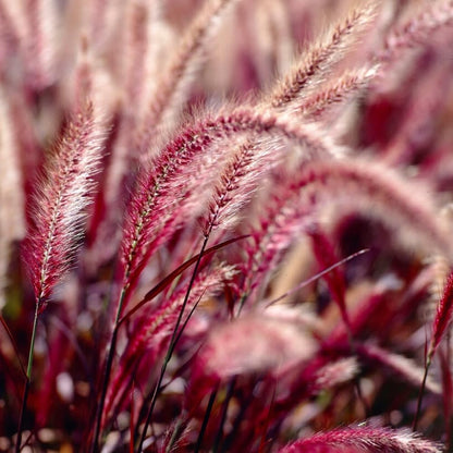 2 Red Fountain Grass Plants Live, Deep Burgundy Ornamental Grass Live Plants for Planting, 4-7" Tall, Well Rooted