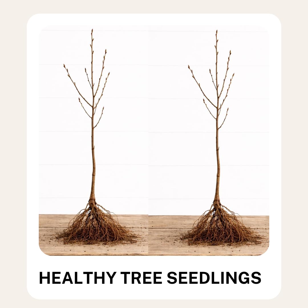Eastern Redbud Tree Seedlings for Planting - Amazing Pink Spring Flowers - No Ship to California (1 Seedling)