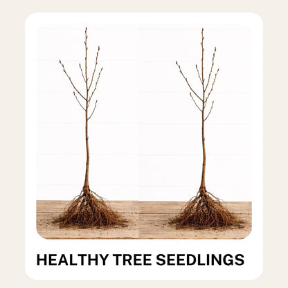 Eastern Redbud Tree Seedlings for Planting - Amazing Pink Spring Flowers - No Ship to California (1 Seedling)