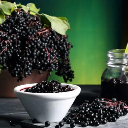 Sweet Elderberry Plant Live Tree 1 Year Old, Perennial Fruiting Shrub, 6-10" in Tall, Spring Planting Outdoor