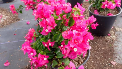 Pink Bougainvillea Plants - Live Bougainvillea Helen Johnson Plants – Pack of 2 (4-6 Inches Tall) – Dwarf Bushy Shrub - Drought Tolerant - Compact Bloomer for Patio Pots - Pink Paper Flower