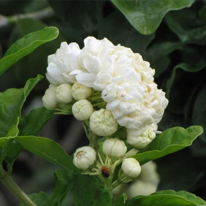 Set 2 of Jasmine Plant Live, Duke of Tuscany Jasmine Flower Plant from 5 to 7 Inc Tall