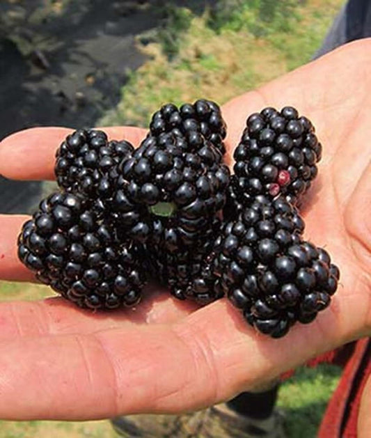 Big Daddy BlackBerry Live Plant (5-9" Tall) – Giant Thornless Berry Bush – Zones 5-9 – Vigorous Rubus Starter for Patio Containers or Gardens – Massive Fruit & Pain-Free Harvest