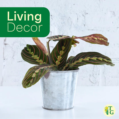 Thorsen's Greenhouse Red Prayer Plant, Live Indoor Plant, Pet Friendly, Popular Houseplant, Red Maranta, Easy to Grow, 4" Diameter Pot (Nursery Pot)