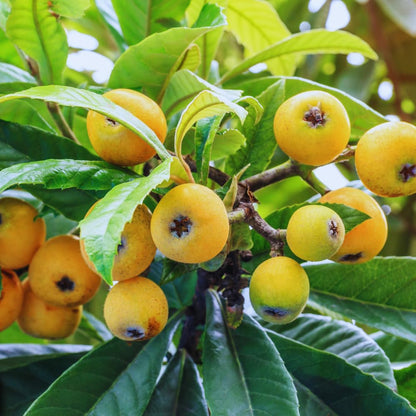 Loquat Tree Live Plant, 5 to 9'' Tall, Live Loquat Plant Tree Pot, Cold Hardy Garden