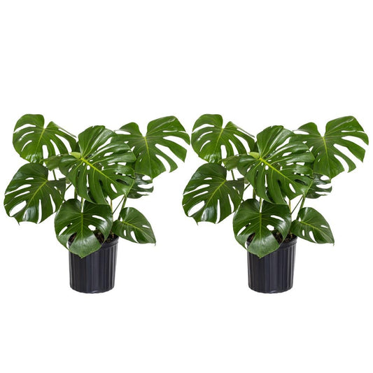 United Nursery Monstera Deliciosa Bundle 2-Pack Large 30-36 inches Tall Live Indoor Swiss Cheese Plants 10 inche Plants Pots, Air Purifying Tropical Floor Plants for Home and Office Decor