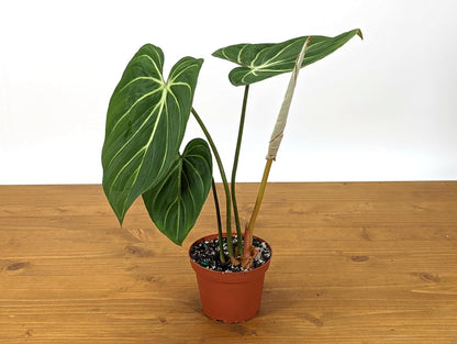 Philodendron Gloriosum 'Zebra | Live Plant for Indoor & Outdoor | for Living Room, Office, Bathroom | (4" Pot)