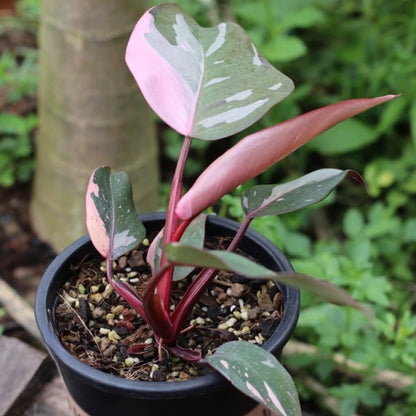 Pink Princess Philodendron Live Plant | Easy Plants Live Houseplants with 4 Inch Pot | Philodendron Pink Princess Plant for Indoor Home & Office