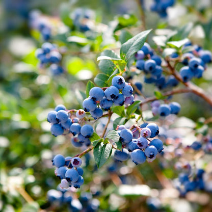 Set 3 Southern Highbush Blueberry Tree Plants Live 1 to 2 Year Old, Blueberry Fruit Tree Live Plant, Blueberry Bush, Blueberries Plants Live for Planting Outdoor Garden Perennial