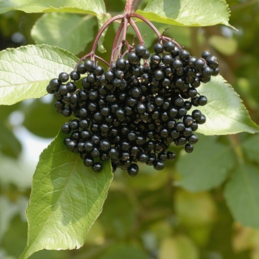 Live Plant - American Elderberry Shrub - 12" Tall Live Plant, Quart Pot - Sambucus Canadensis