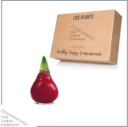 Waxed Amaryllis Bulb – Red Wax with Red Blooms – Live Holiday Gift Plant, Easy Care, No Watering Needed