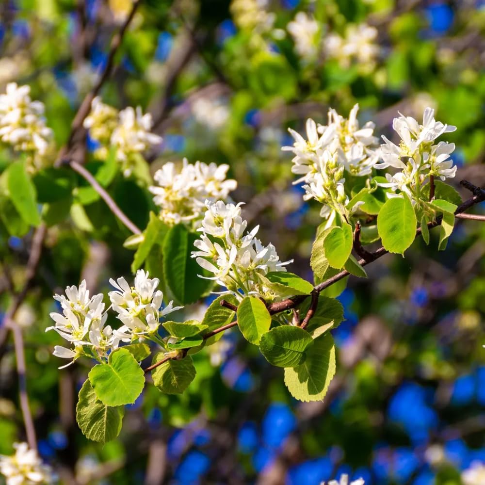 Serviceberry Plant Live for Planting 6 to 12 Inch Tall, Thornless Serviceberry Bush Live Plant for Outdoor