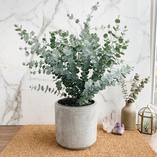 Silver Dollar Eucalyptus Plant Live, 4 Inch Tall Bare Root Seedlings, Eucalyptus Cinerea Aromatic Evergreen, Silvery Foliage for Home and Garden