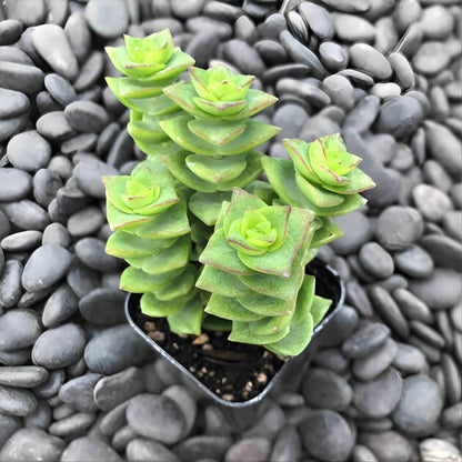 Crassula String of Buttons Live Plant | Compact Trailing Succulent in 2 Inch Pot | Plant for Home Office, Wedding Hanging Decoration & DIY Projects