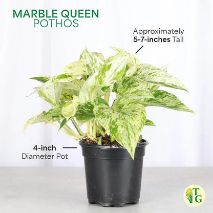 Thorsen's Greenhouse Marble Queen Pothos, Live Indoor Plant, Easy to Grow, Rare Variegated Houseplant, Natural Air Purifier, 4-inch Diameter Pot (Natural)