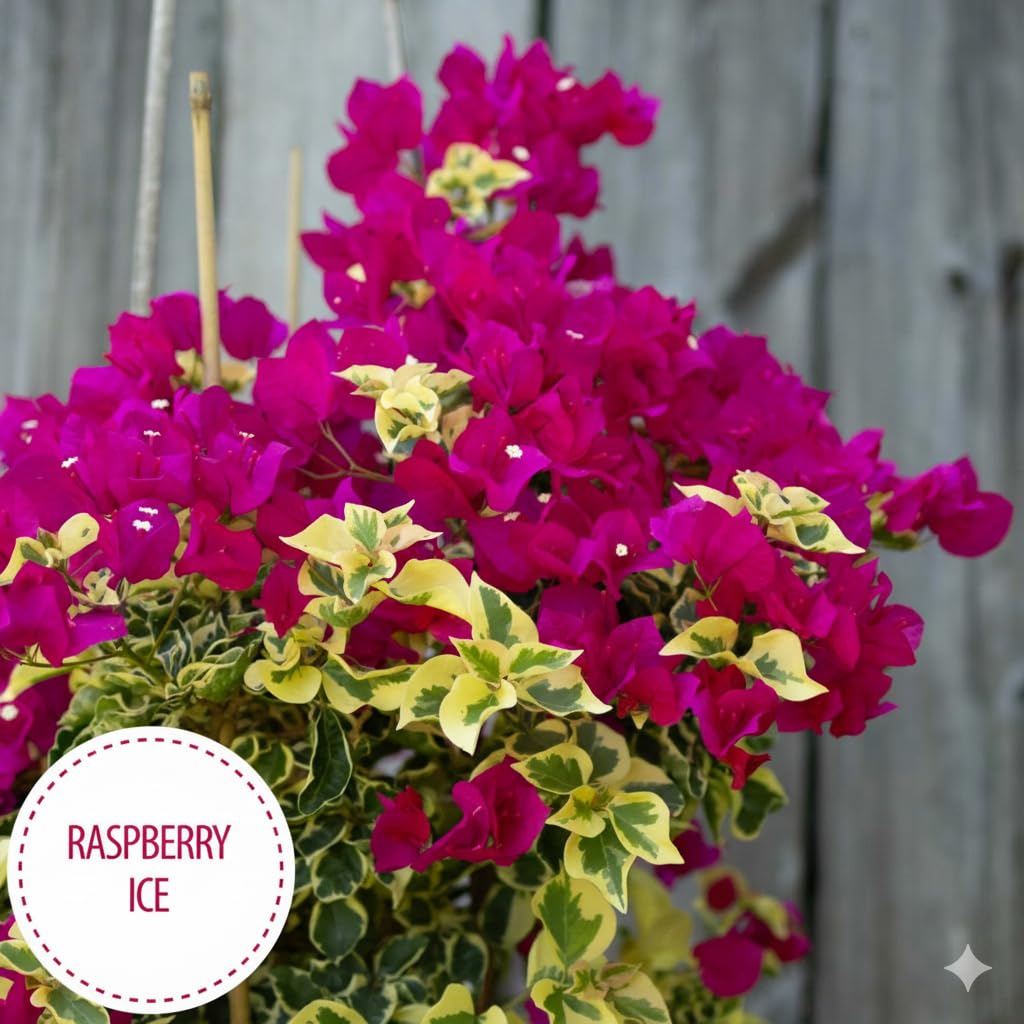 Pink Bougainvillea Plants - Live Raspberry Ice Bougainvillea Plants – Pack of 2 – Rare Variegated Bougainvillea with Pink & Cream Blooms – Hardy Flowering Vine – Ideal for Containers & Trellises