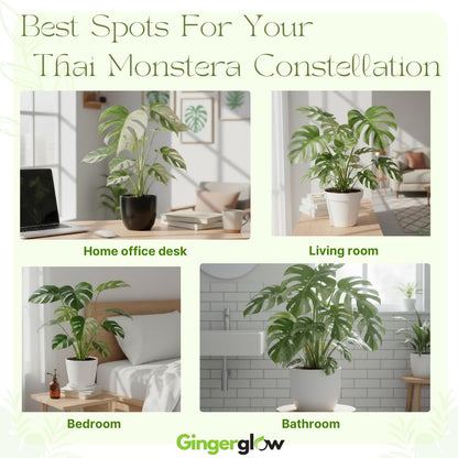 Monstera Thai Constellation Live Plant 4 Inch Tall | Variegated Monstera Plant Live | Tropical Indoor Houseplant for Shelf, Desk or Living Space