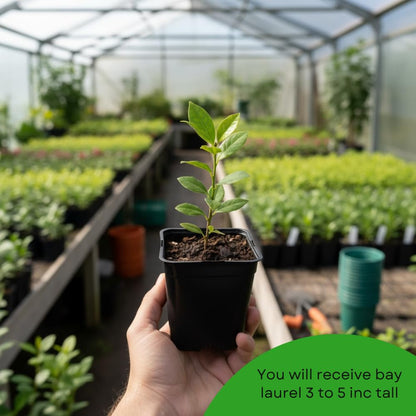 Bay Leaf Tree Live Plant, Bay Leaf Plant Live, 3-5 Inches Tall, Culinary Herb Plant, Indoor Outdoor Herb Garden Starter