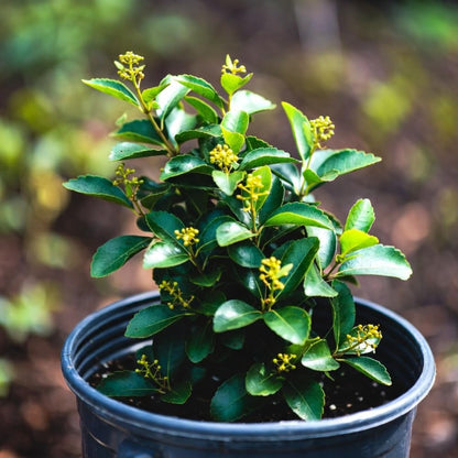 Live Spicebush Plant, Fragrant Plant, Low Maintenance, 8-12 Inches Tall in Quart Pot for Outdoor Planting