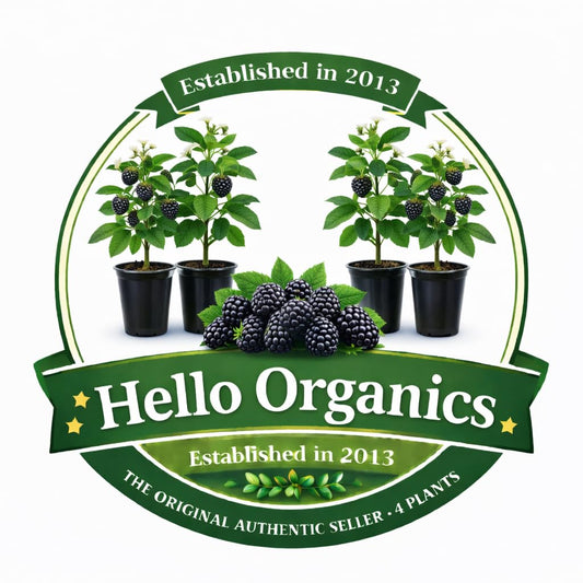 BlackBerry Plants Natchez Price Includes Four (4) Plants
