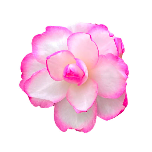 Bob’s Supreme Camellia – Evergreen Flowering Shrub with Large Red Blooms, Hardy Garden Plant for Borders, Containers & Landscapes (3 Gallon/Potted/Single)