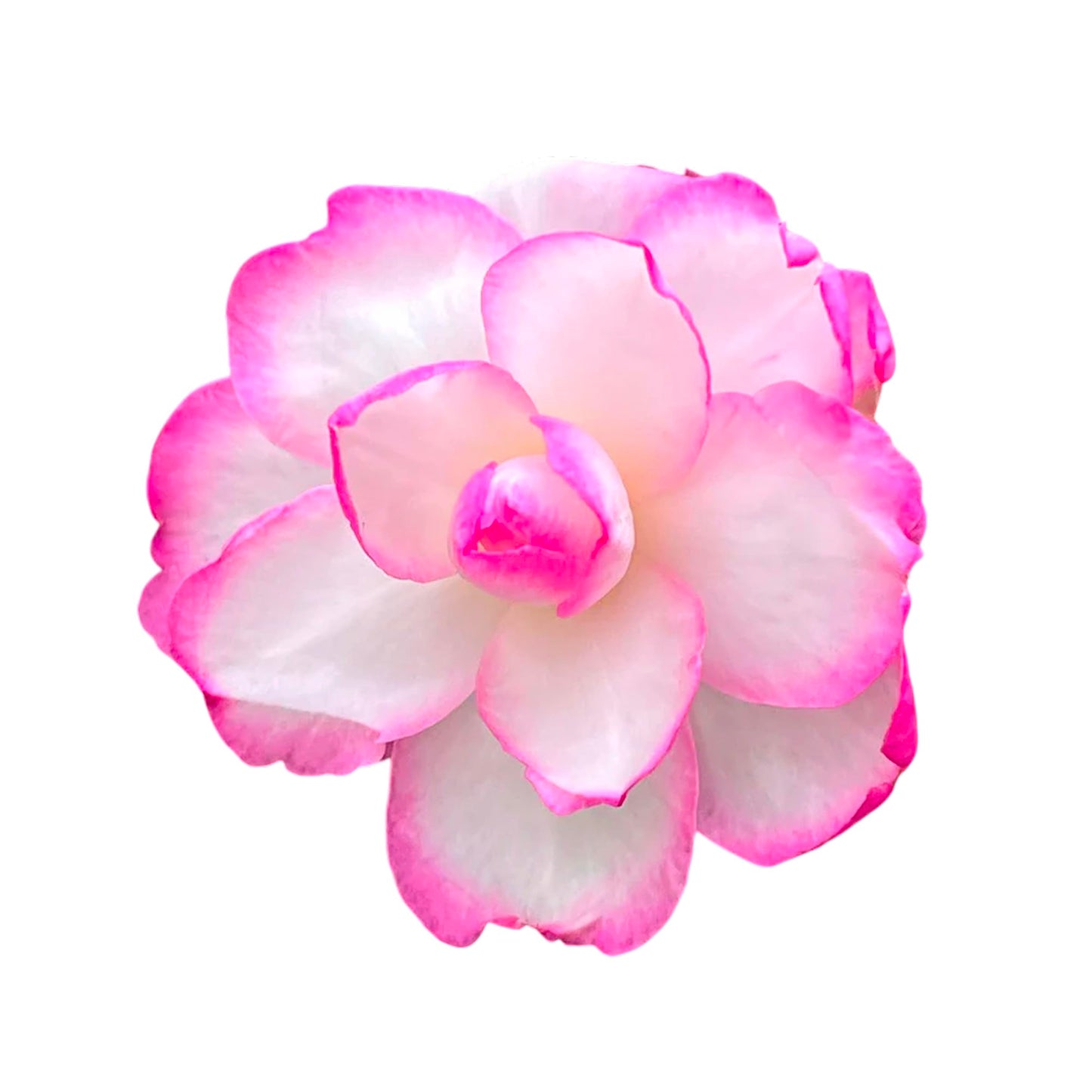 Bob’s Supreme Camellia – Evergreen Flowering Shrub with Large Red Blooms, Hardy Garden Plant for Borders, Containers & Landscapes (2 Gallon/Potted/Single)