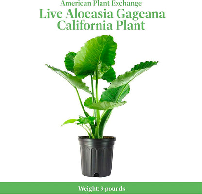 American Plant Exchange Alocasia Elephant Ear – 10-Inch Pot – Live Easy Care Tropical Houseplant, Bold Foliage Indoor or Patio Plant for Home, Office, Garden & Jungle-Inspired Décor