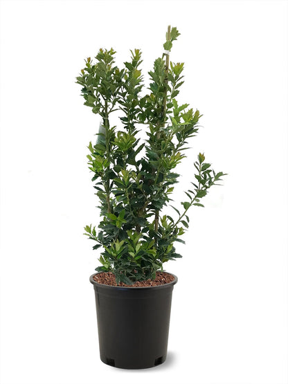 Oak Leaf Holly, Emerald Green Foliage, Medium Growth Rate, Evergreen, 1-2 ft. Height, 3 gal Nursery Pot