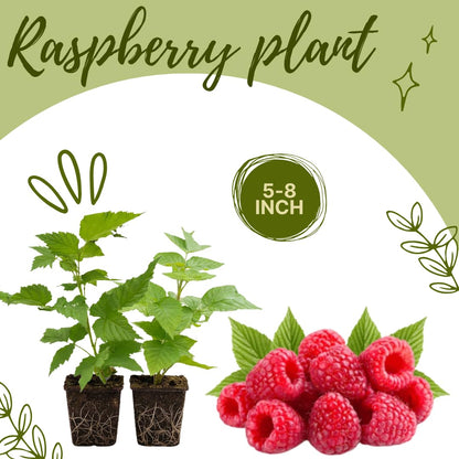 Set of 2 Raspberry Plants Live, Sweet Raspberry Bushes, 5-8 Inches Tall, Well-Rooted, Ready for Growing (Red Raspberry)