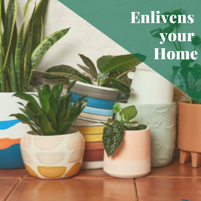 House Plant Shop | Philodendron 'Velvet' - 4" Pot | Live Indoor Plant | Easy to Care | Natural Décor Plant | Great Gifts| Free Care Guide