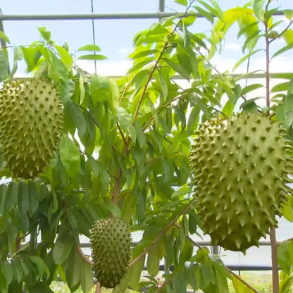 2 Years Old Soursop Tree Plant Live in 1 Gallon Pot, 2-3 Feet Soursop Trees Seedling Tropical Fruit, Sweet Annona Muricata Guanabana for Outdoor Planting, Can not Ship to California