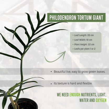 LEAL PLANTS ECUADOR Philodendron Tortum Giant | Natural Décor Plant | Philodendron Tortum Mature Indoor Green House Plant