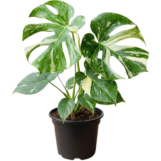 Constellation Monstera Plant Live, Variegated Thai Monstera Deliciosa, Variegated Leaves, Live Indoor Plant, 4–6 Inches Starter Plant for Indoor Houseplant