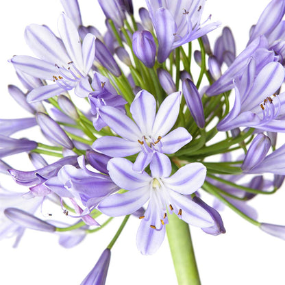 Blue Agapanthus 1 Gallon