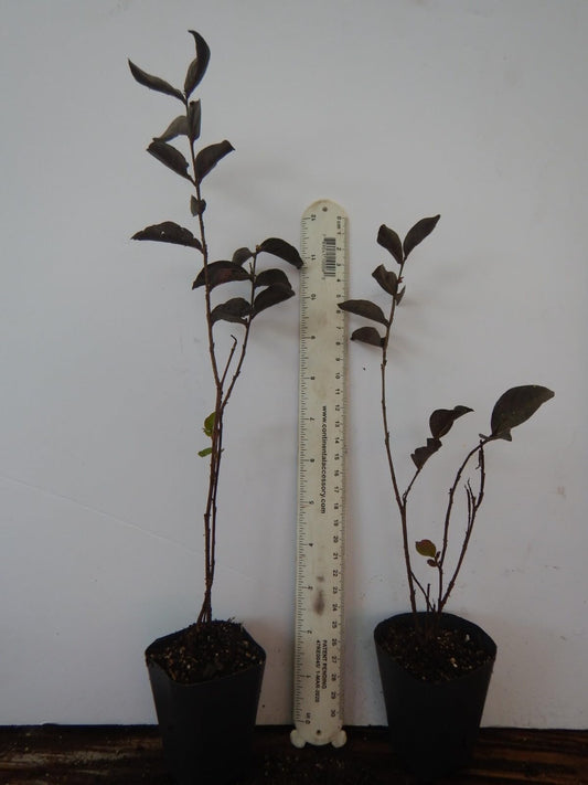 Live Plant - Ebony & Ivorycrepe Crape Myrtle Starter Plantwhite Flower Black Foliage