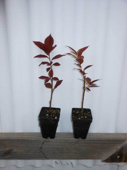 Live Plant - Canada Red Choke Cherry Tree - 8-14" Tall Live Plant, 3" Pot - Prunus virginiana