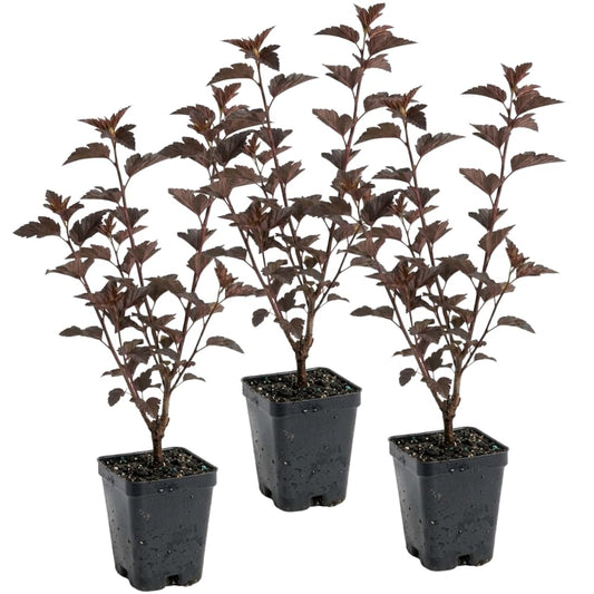 3 Ninebark Shrub Live Plant, 12-18 Inch Tall, Well-Rooted Starter 2.5 Inch Pot, Hardy Flowering Deciduous Plant for Backyard and Garden