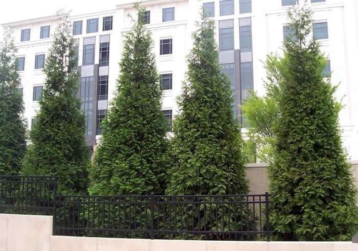 Live Plant - 10 Thuja Green Giant Arborvitae Trees/Shrubs, 6-12" Tall Live Plants, 2.5" Pots