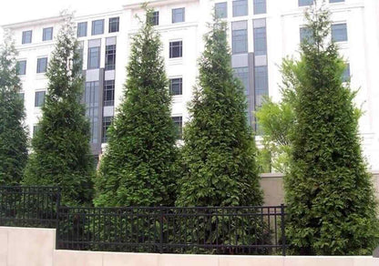 Live Plant - 25 Thuja Green Giant Arborvitae Trees/Shrubs, 6-12" Tall Live Plants, 2.5" Pots
