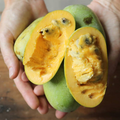 Pack 2 Paw Paw Trees Live Plants, Potted Pawpaw Seedling Plants, 1 Year Old Well Rooted, Common Pawpaw Asimina Triloba, No Leaf in Winter