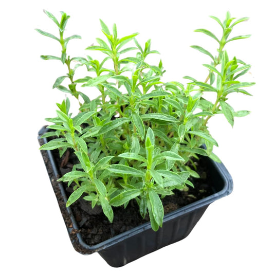 Smoke Camp Crafts Organic Winter Savory Plant in 2.5-inch Pot, Live Perennial Herb
