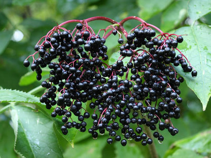 Set 3 American Elderberry Trees Live Plants for Planting, Black Elderberry Bush Live Plants, Sweet Elderberry Plants Live, Sambucus Canadensis Elderberries Fruit Trees 6 to 12 Inch Tall Bareroots