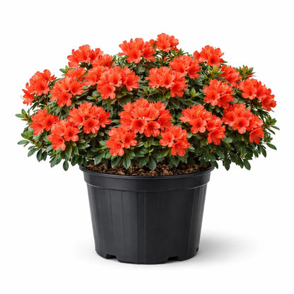 Autumn Embers® Encore® Azalea 3-Gallon